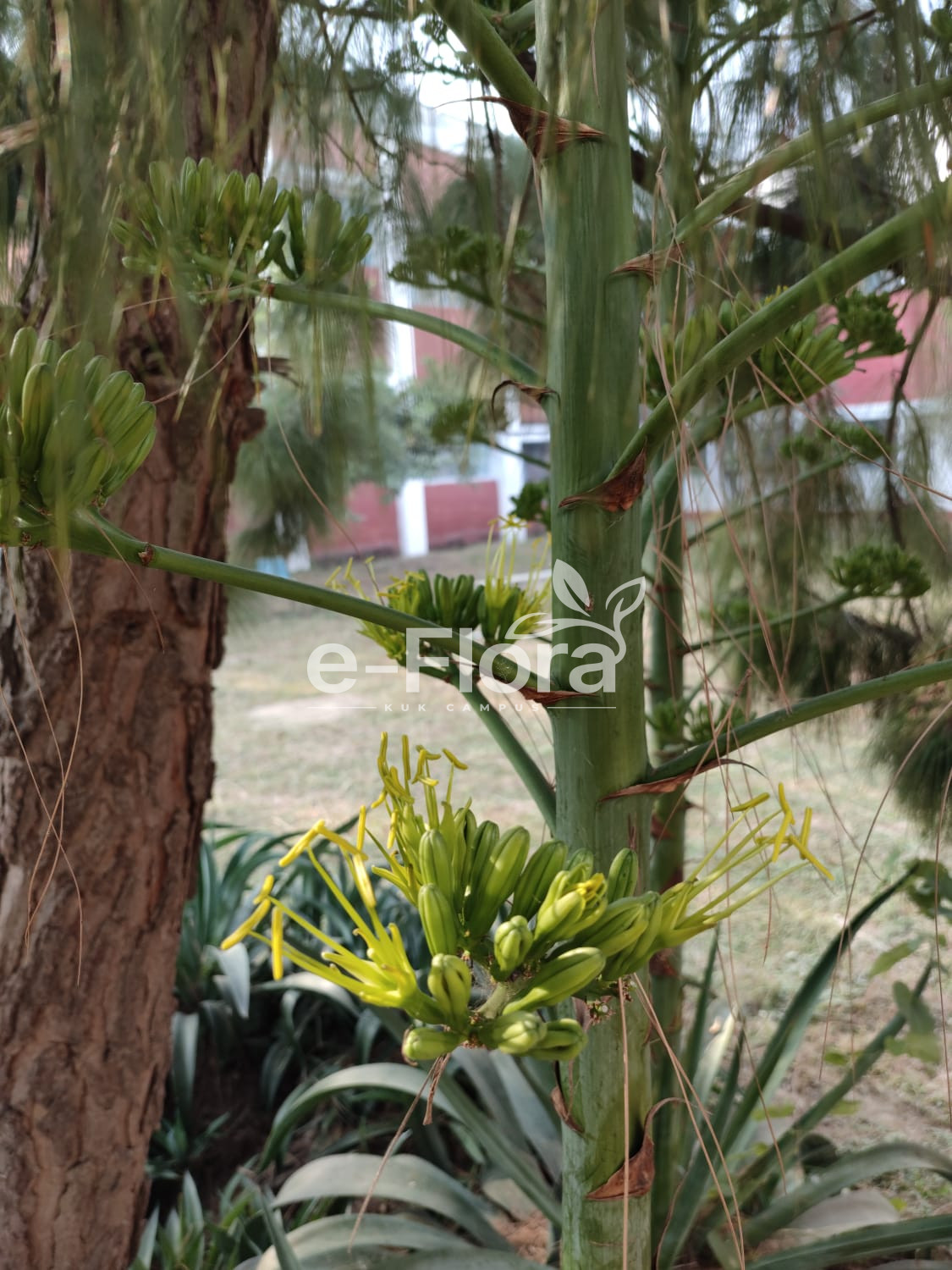 You are currently viewing Agave americana L.