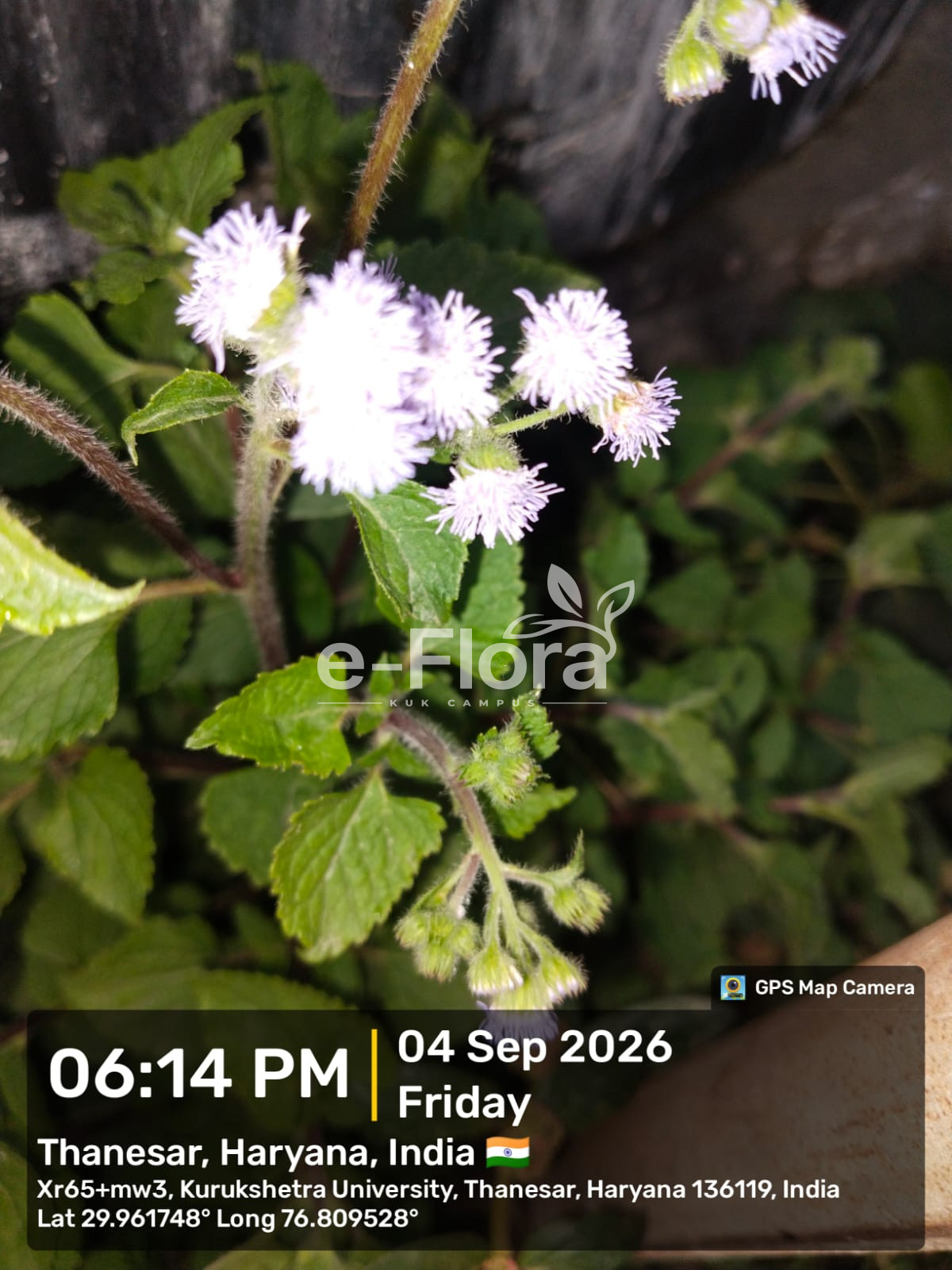 You are currently viewing Ageratum conyzoides L.