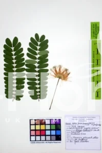 Albizia lebbeck