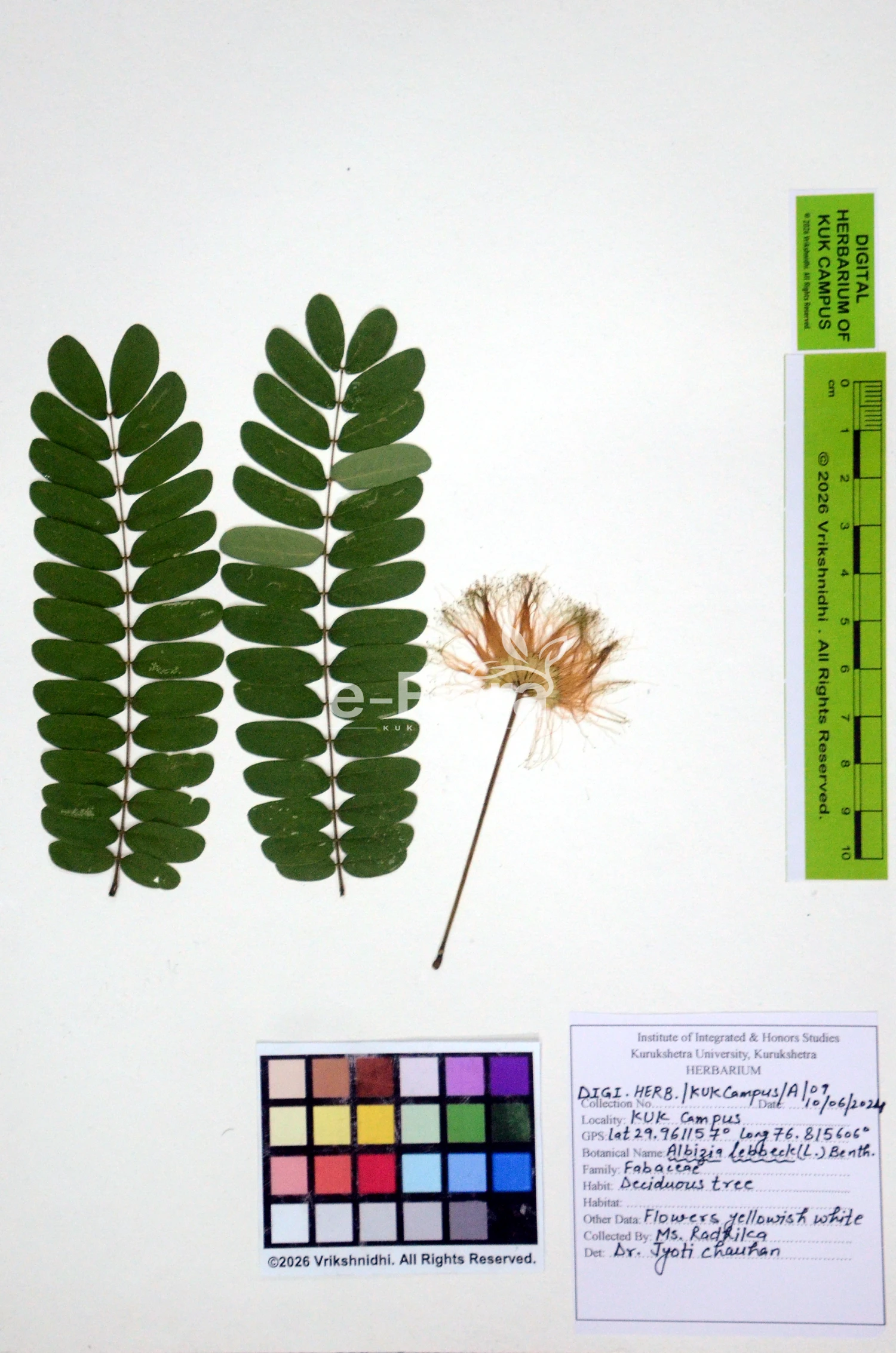 You are currently viewing Albizia lebbeck