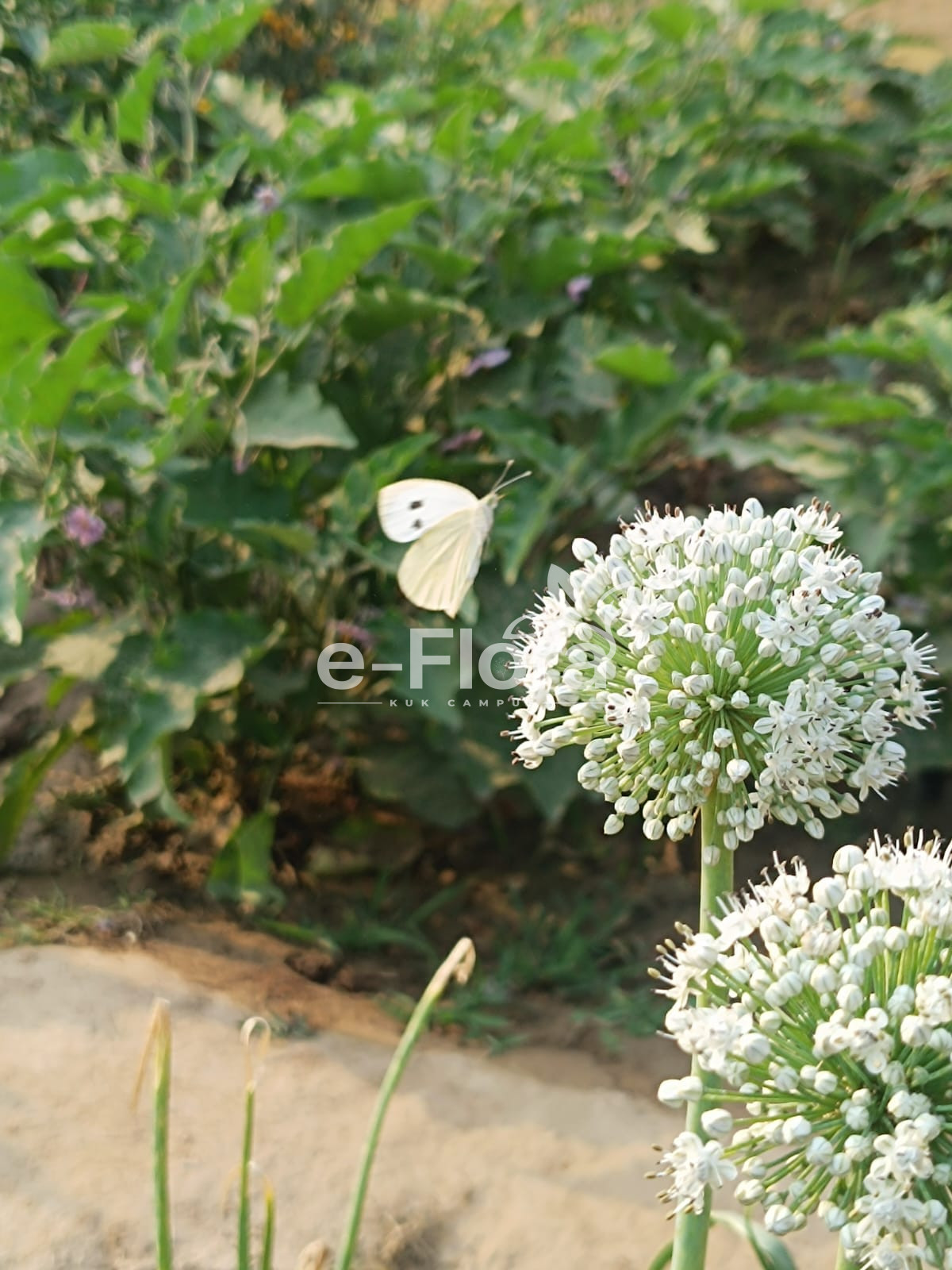You are currently viewing Allium sativum L.
