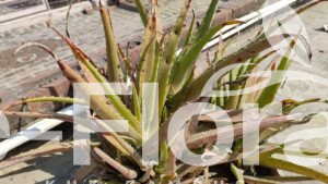 Read more about the article Aloe vera (L.) Burm.f.