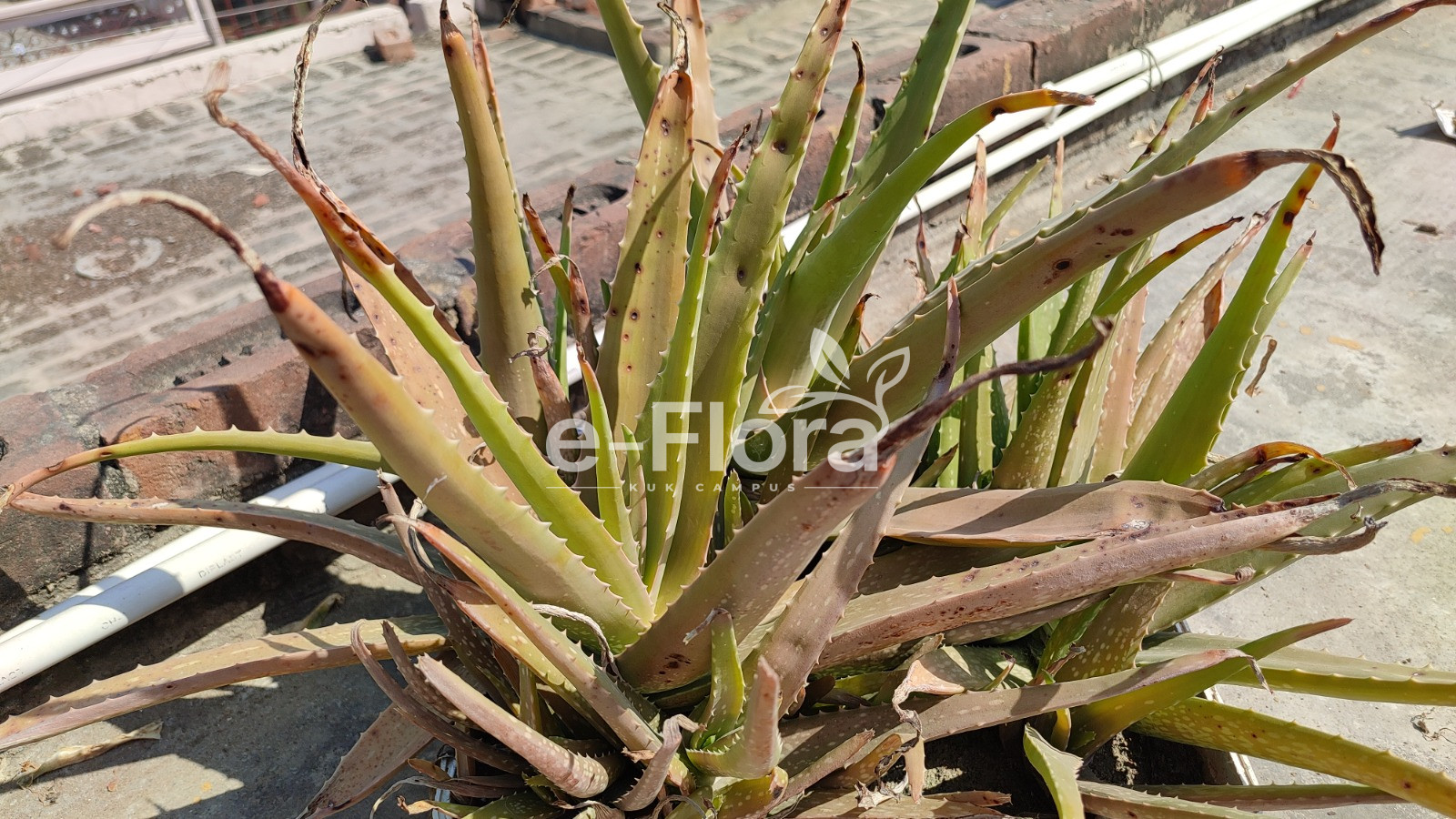 You are currently viewing Aloe vera (L.) Burm.f.