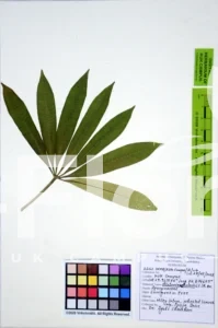 Alstonia scholaris