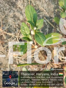 Read more about the article Alternanthera ficoidea (L.) P.Beauv.