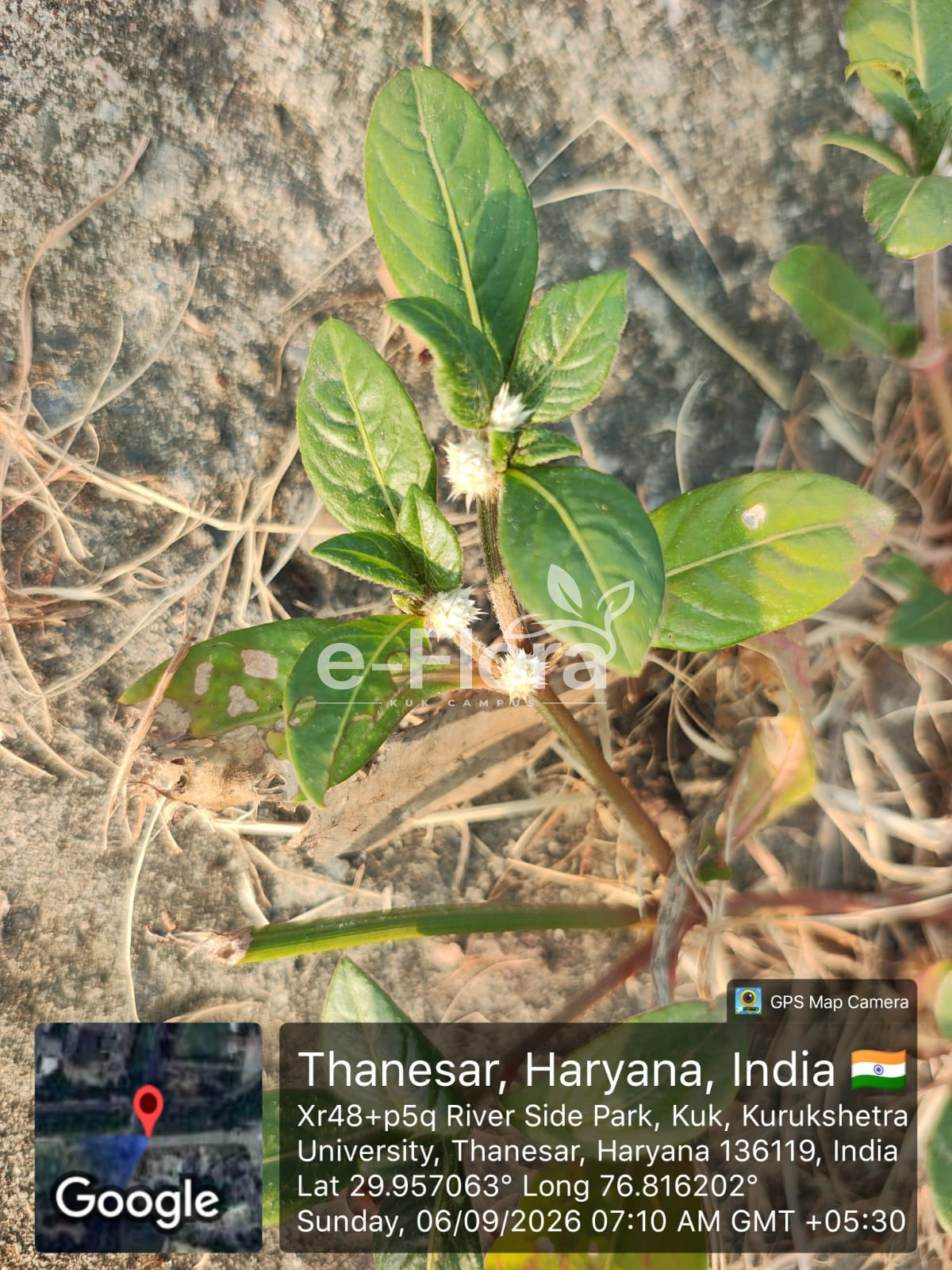 You are currently viewing Alternanthera ficoidea (L.) P.Beauv.