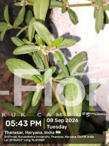 Read more about the article Alternanthera sessilis (L.) DC.