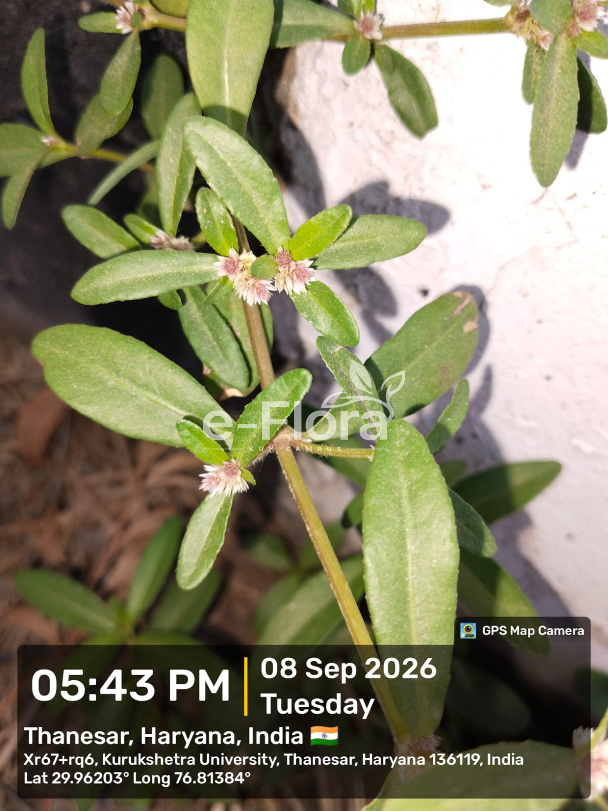 You are currently viewing Alternanthera sessilis (L.) DC.