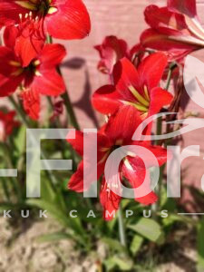 Read more about the article Amaryllis belladonna L.