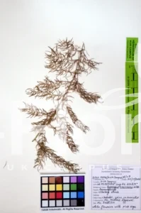 Asparagus racemosus