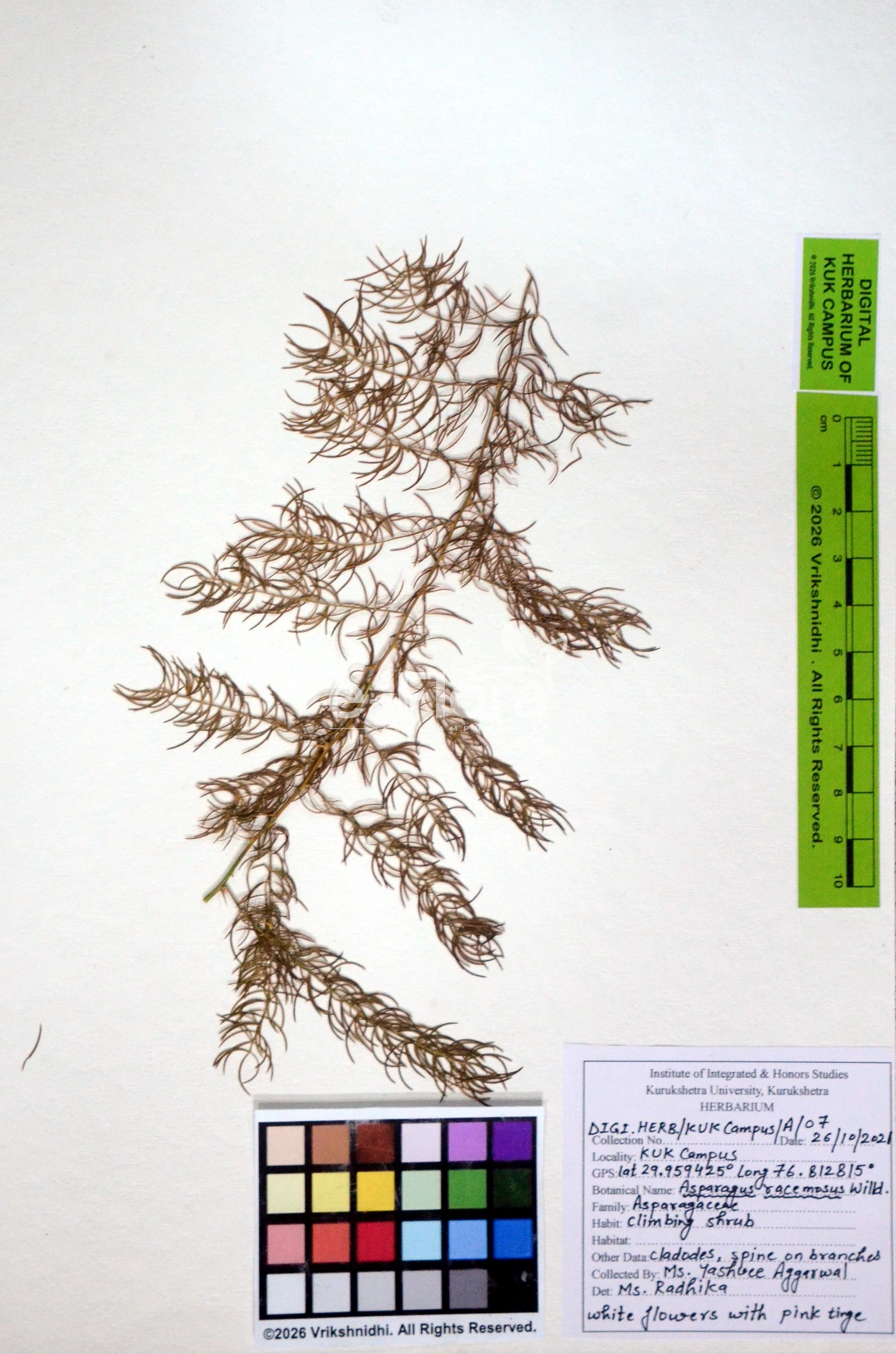 You are currently viewing Asparagus racemosus