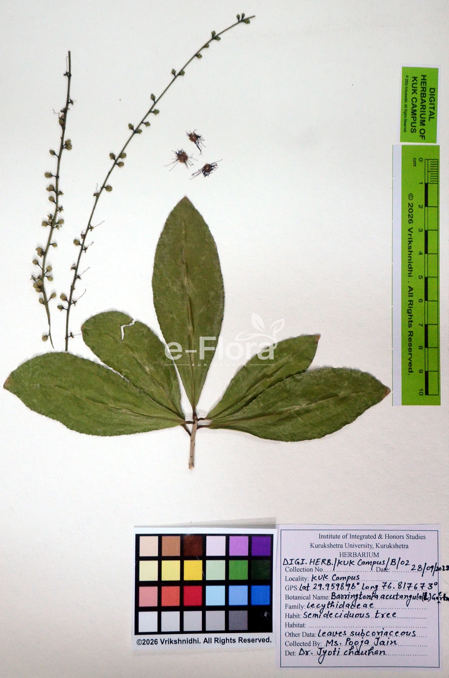 You are currently viewing Barringtonia acutangula