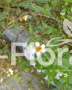 Read more about the article Bidens pilosa L.