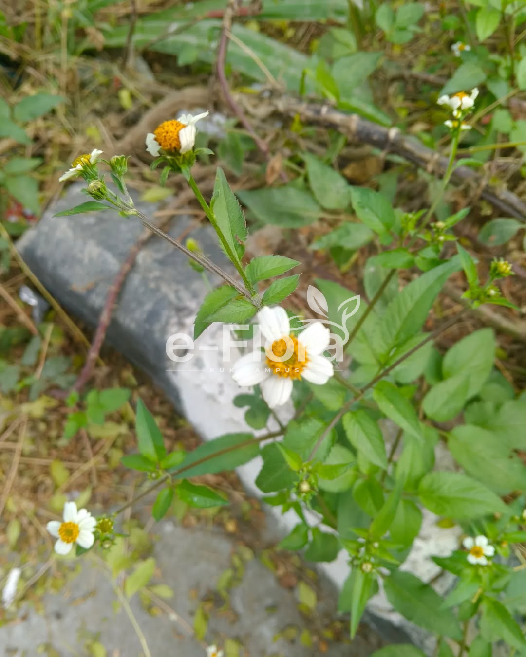 You are currently viewing Bidens pilosa L.