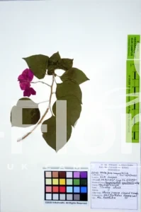 Bougainvillea spectabilis
