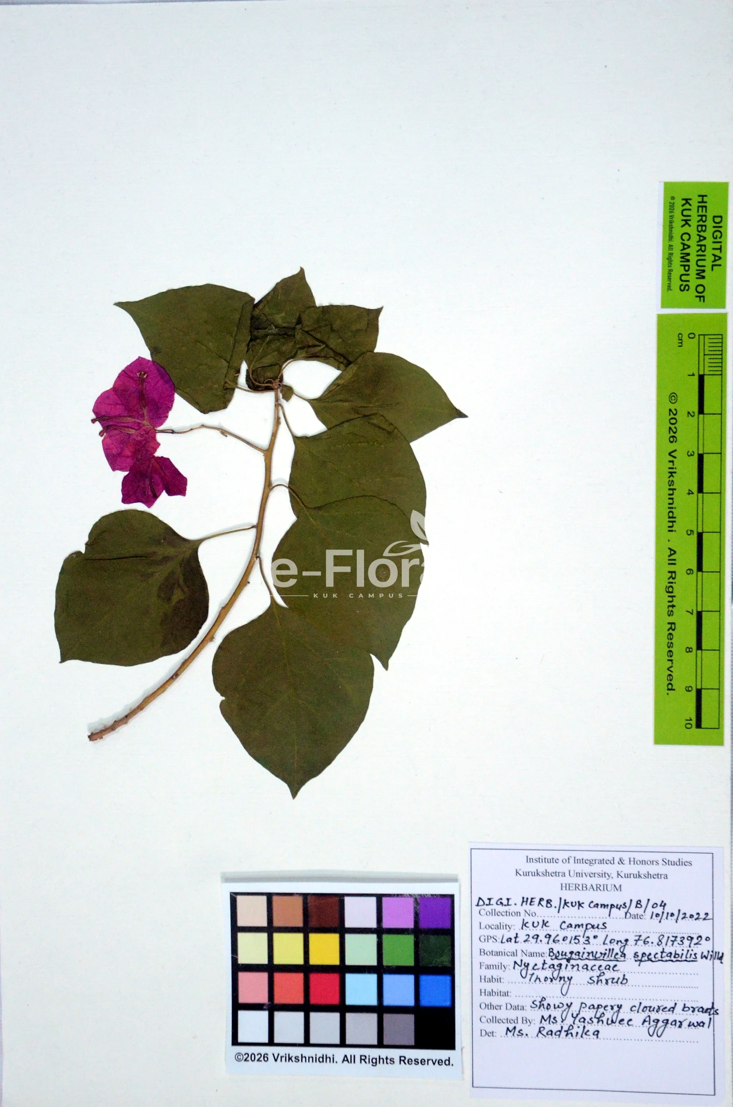 You are currently viewing Bougainvillea spectabilis