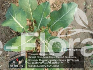 Read more about the article Brassica oleracea L.