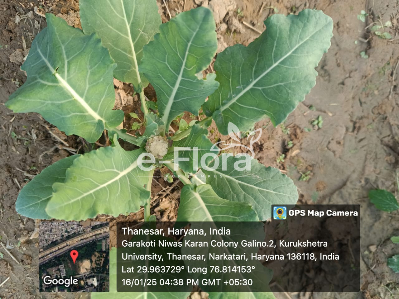 You are currently viewing Brassica oleracea L.