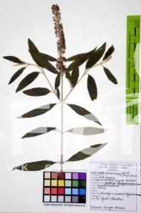 Buddleja madagascariensis