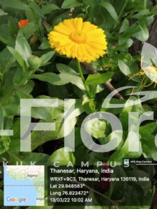 Read more about the article Calendula officinalis L.