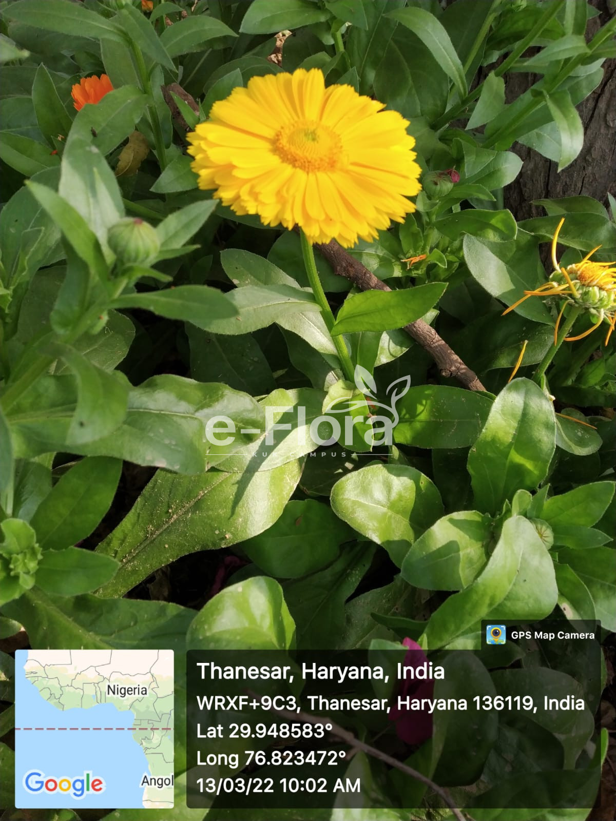 You are currently viewing Calendula officinalis L.