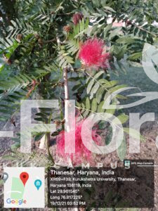 Read more about the article Calliandra haematocephala Hassk.