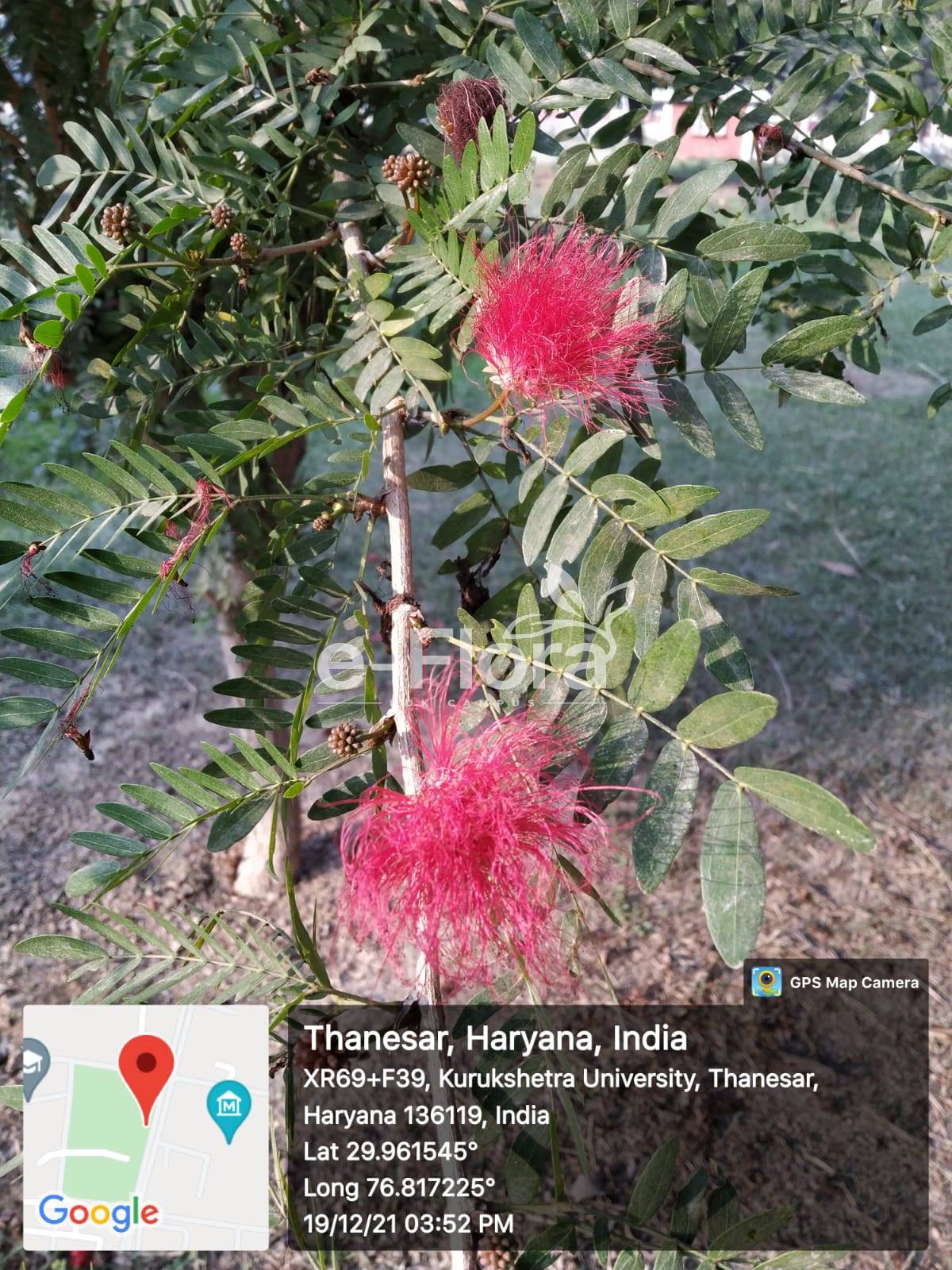 You are currently viewing Calliandra haematocephala Hassk.