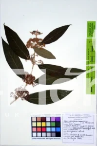 Callicarpa macrophylla