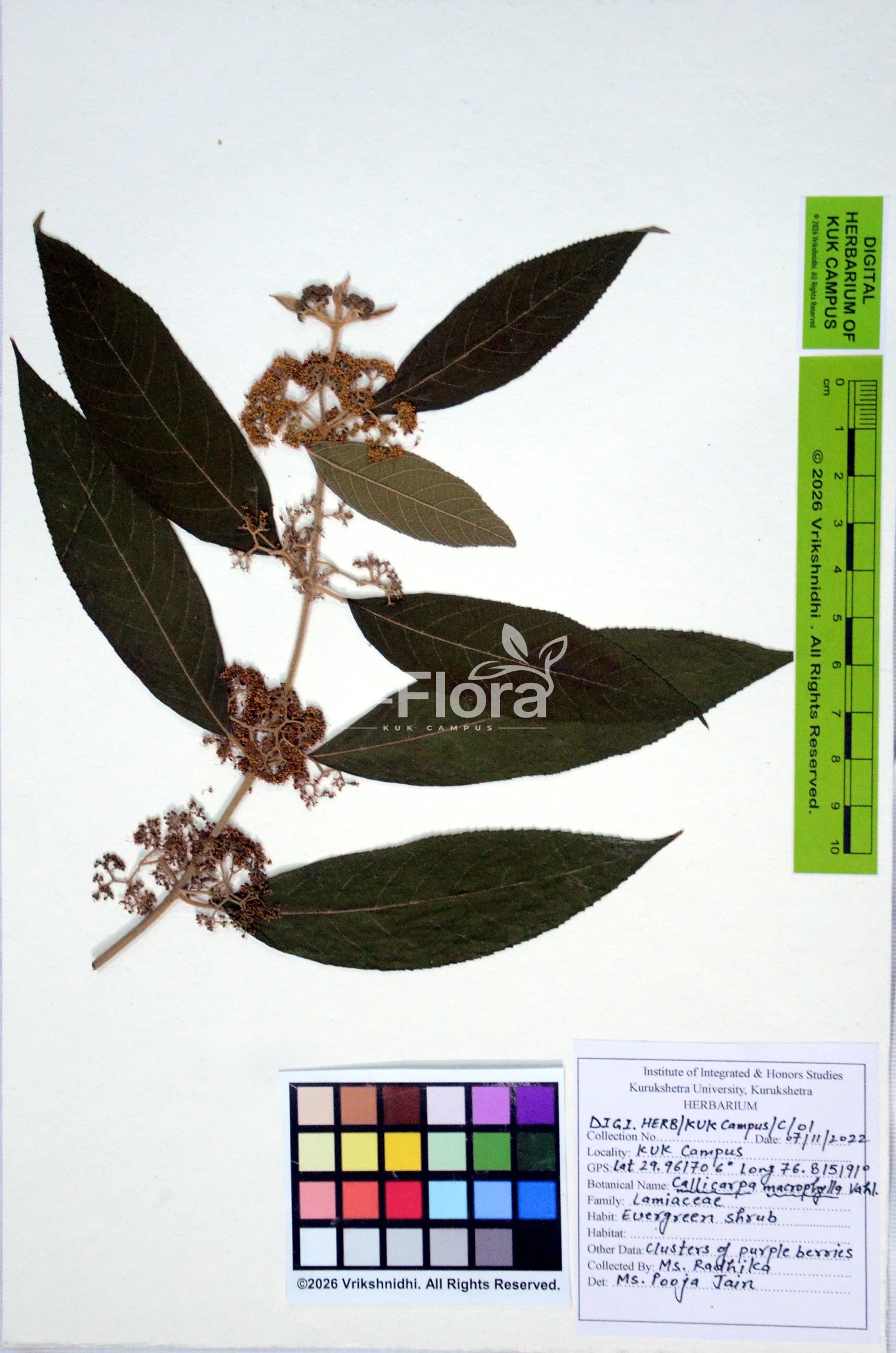 You are currently viewing Callicarpa macrophylla