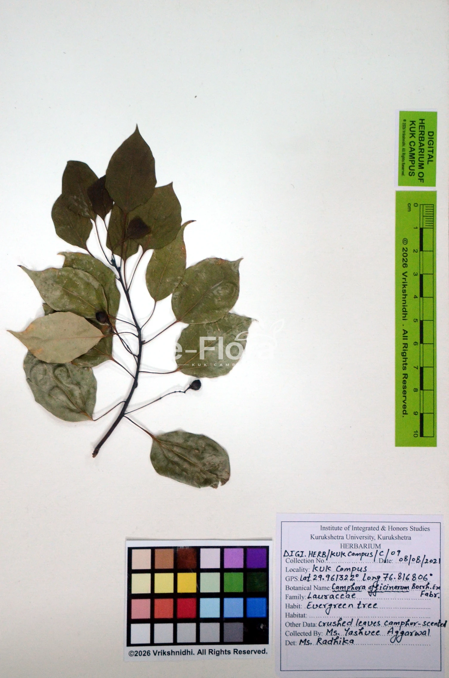 You are currently viewing Camphora officinarum