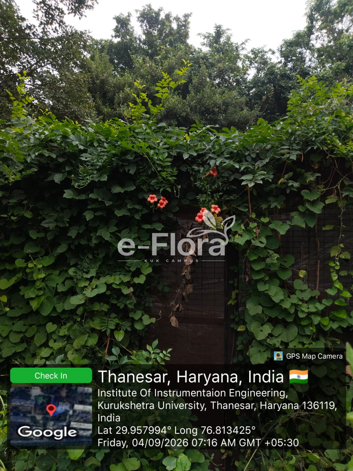 You are currently viewing Campsis grandiflora (Thunb.) K.Schum.