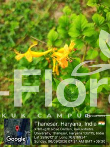 Read more about the article Campsis radicans (L.) Seem. ex Bureau