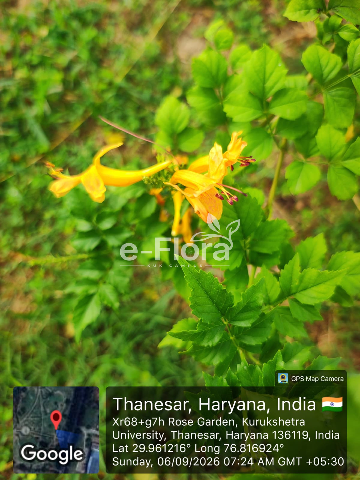 You are currently viewing Campsis radicans (L.) Seem. ex Bureau