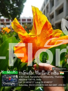 Read more about the article Canna indica L.