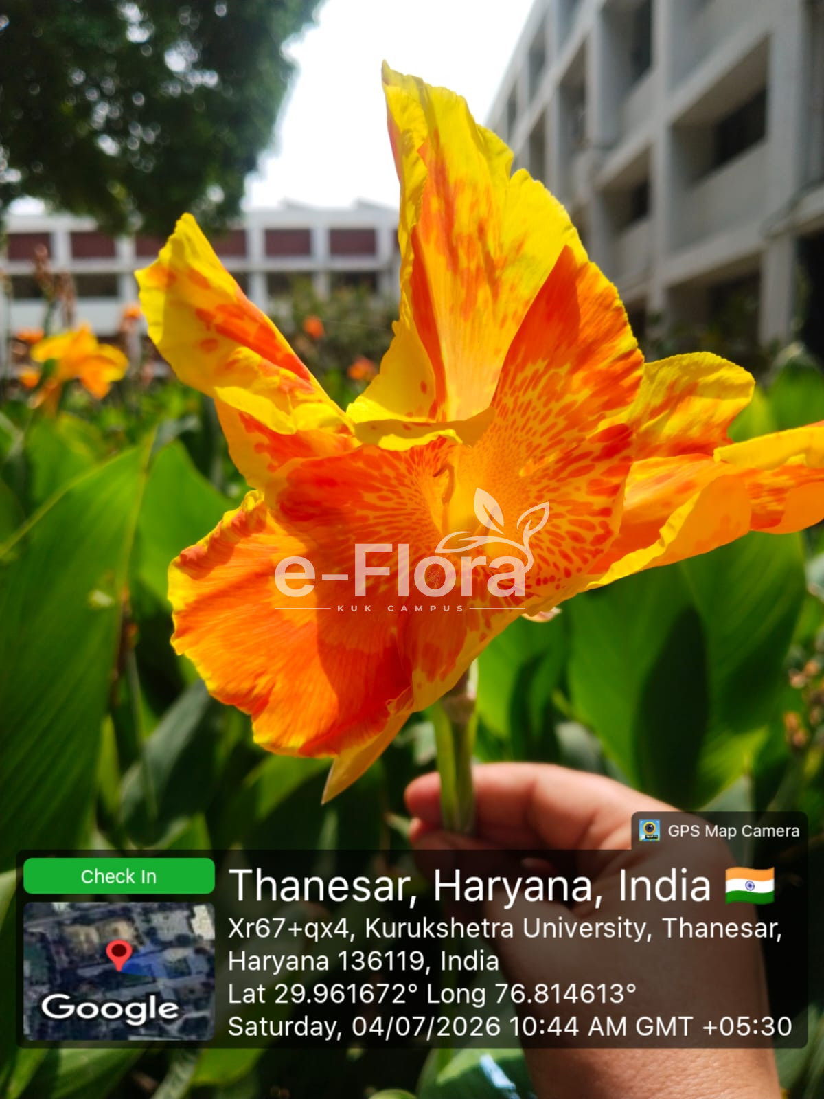 You are currently viewing Canna indica L.