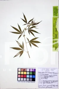 Cannabis sativa