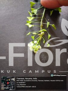 Read more about the article Capsella bursa-pastoris (L.) Medik.