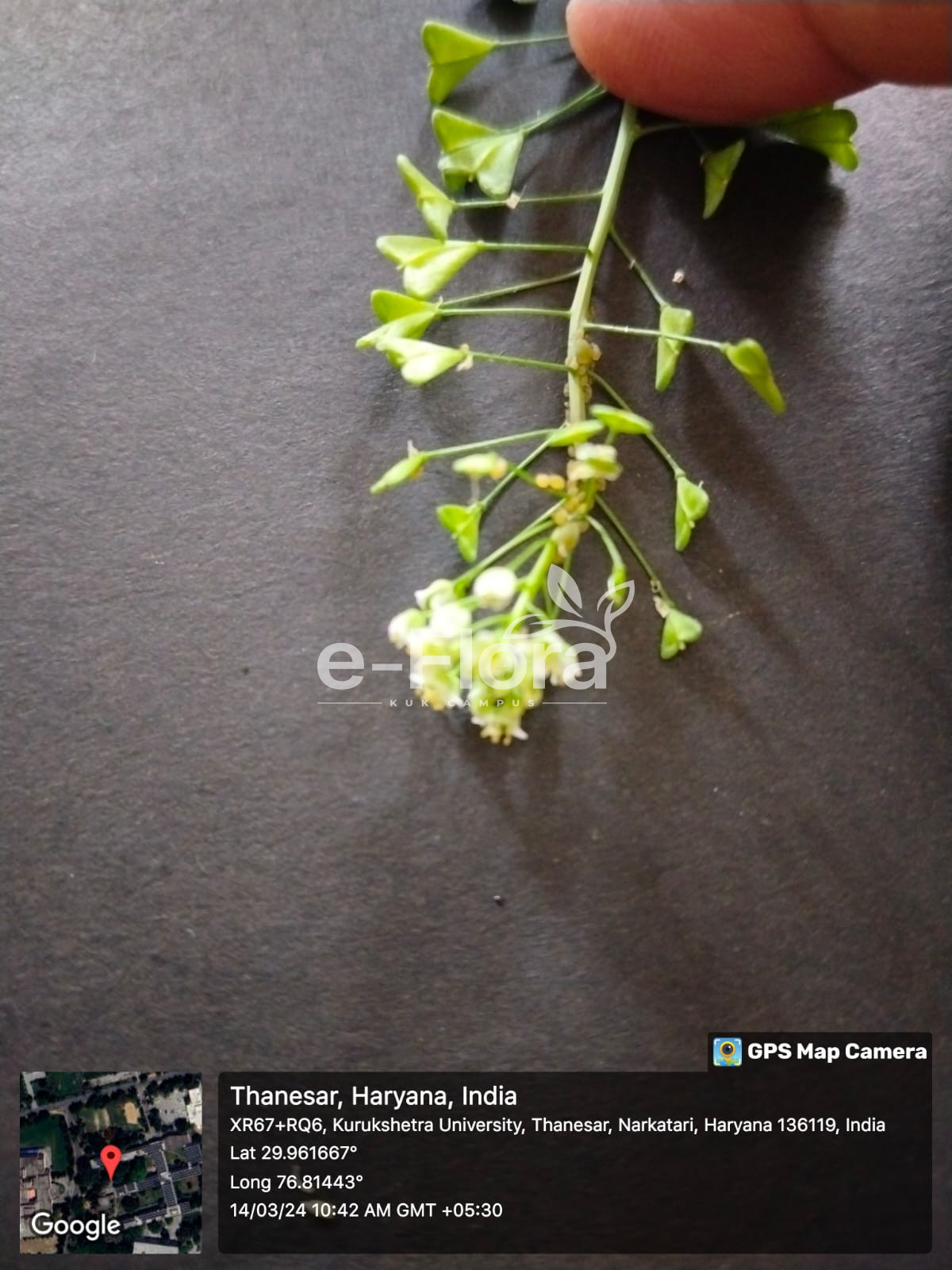 You are currently viewing Capsella bursa-pastoris (L.) Medik.