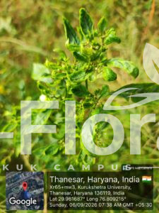 Read more about the article Capsicum annuum L.