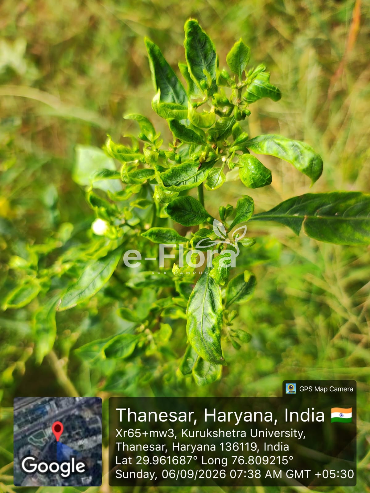 You are currently viewing Capsicum annuum L.
