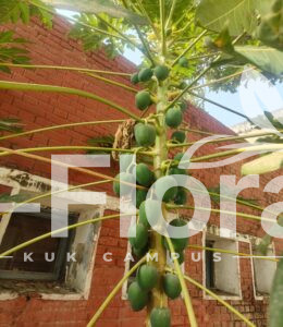 Read more about the article Carica papaya L.
