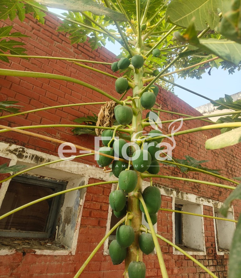 You are currently viewing Carica papaya L.