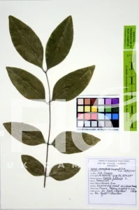 Cassia fistula