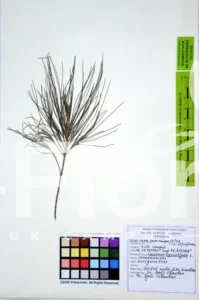 Casuarina equisetifolia