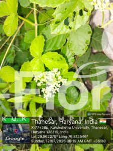 Read more about the article Causonis trifolia (L.) Mabb. & J.Wen