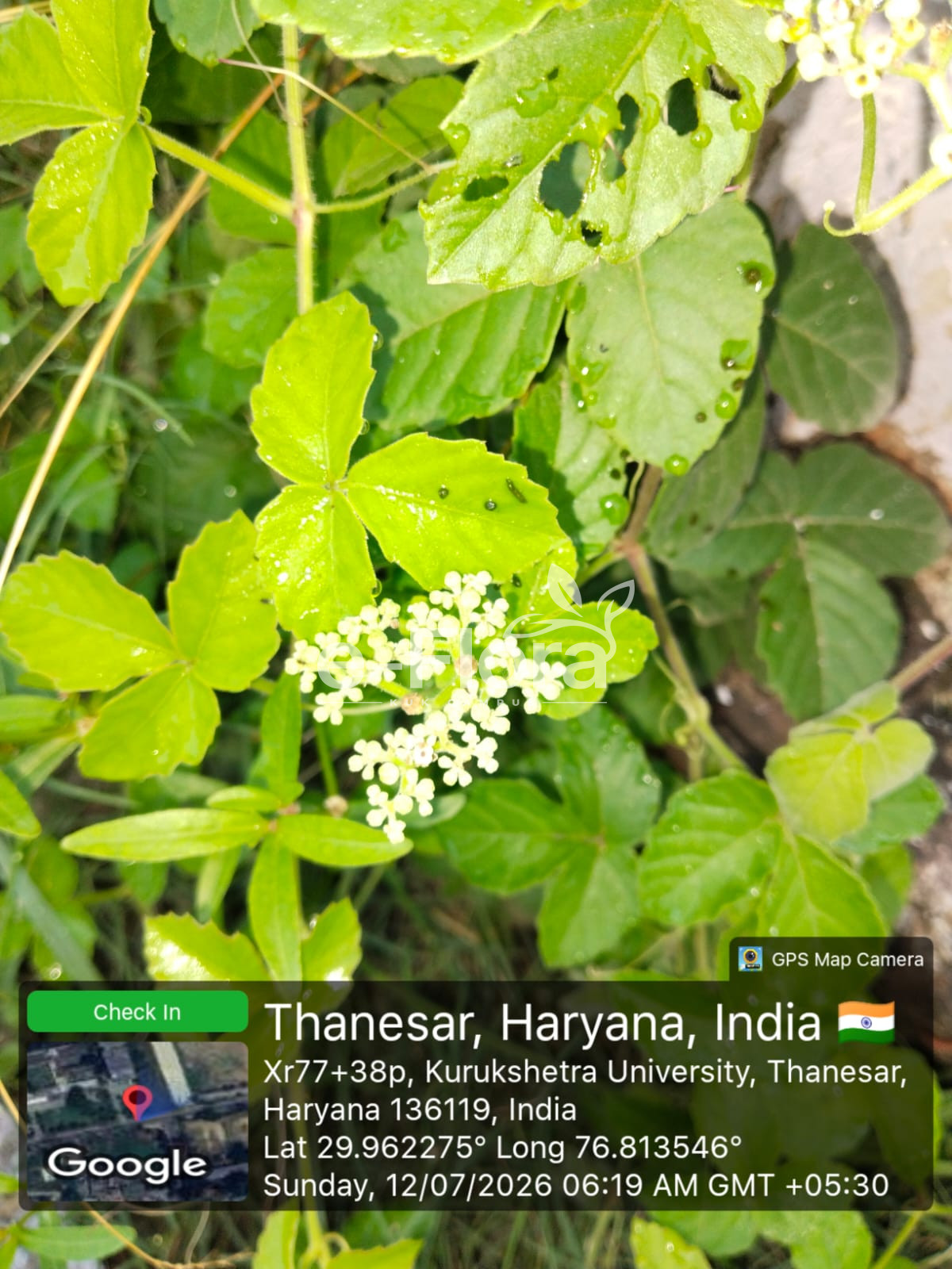You are currently viewing Causonis trifolia (L.) Mabb. & J.Wen