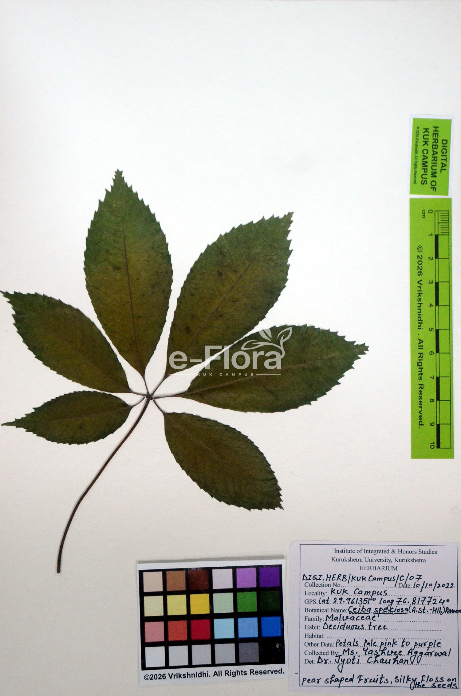 You are currently viewing Ceiba speciosa