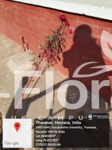 Read more about the article Celosia argentea L.