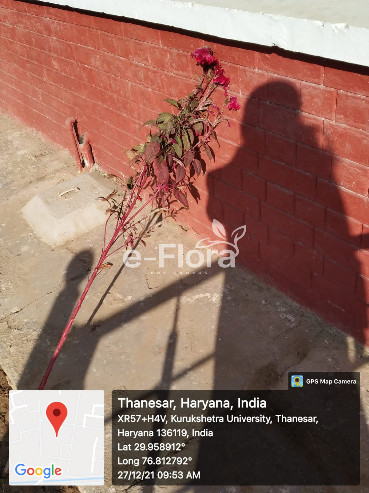 You are currently viewing Celosia argentea L.
