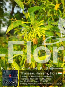 Read more about the article Cestrum nocturnum L.